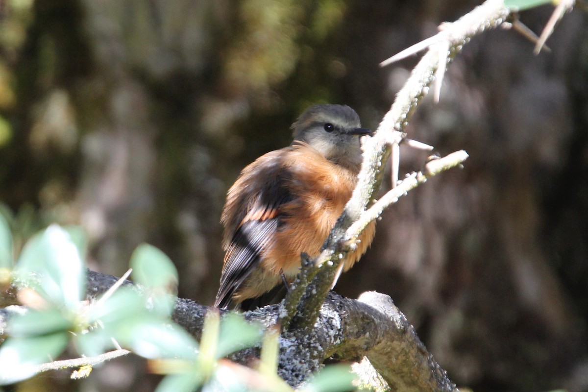 Brown-backed Chat-Tyrant - ML61833561