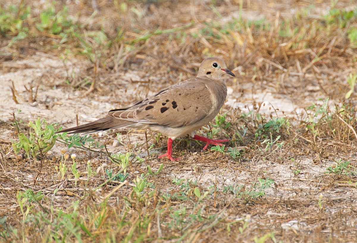 Mourning Dove - Larry Wielgot