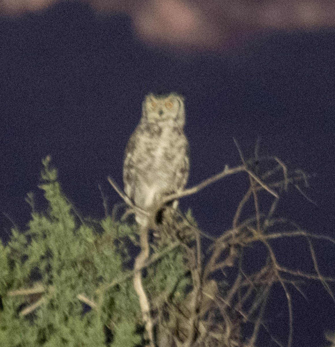 Spotted Eagle-Owl - ML618335633