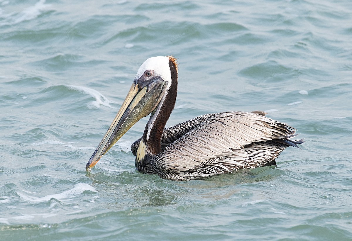 Brown Pelican - Larry Wielgot