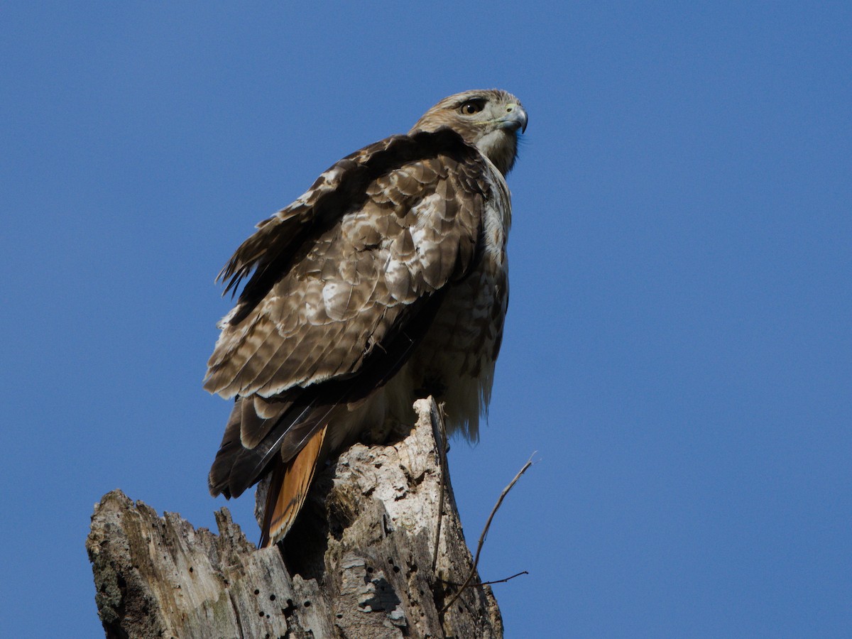 Red-tailed Hawk (borealis) - ML618335663