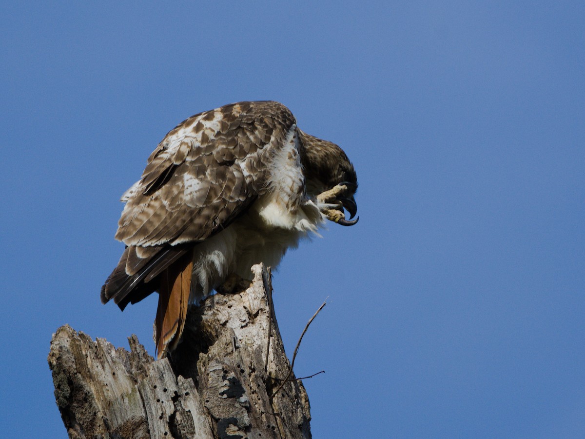 Red-tailed Hawk (borealis) - ML618335676