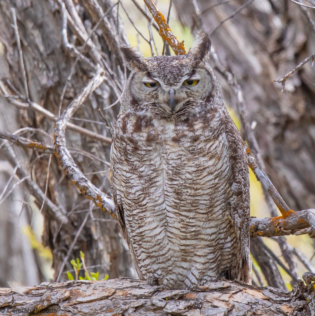 Great Horned Owl - ML618335679