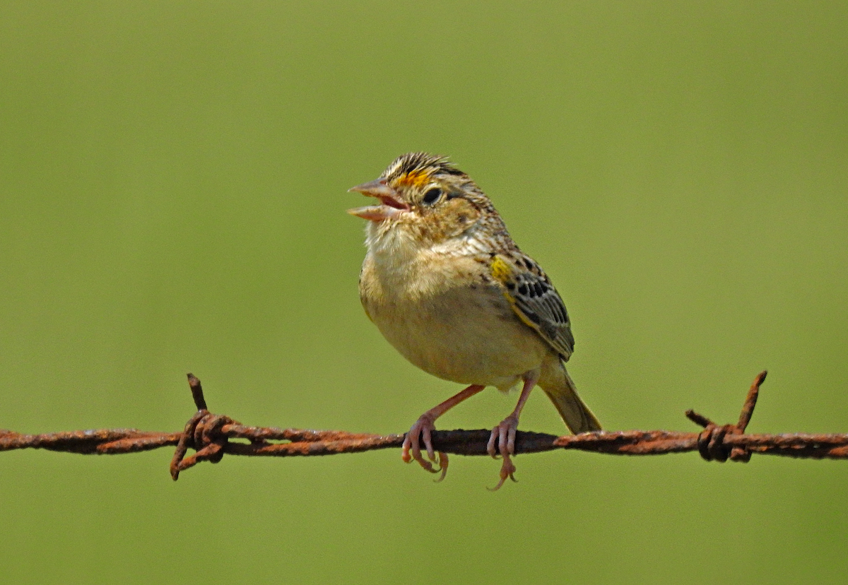 Grasshopper Sparrow - ML618335727
