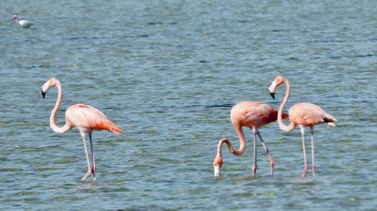 American Flamingo - ML618335732