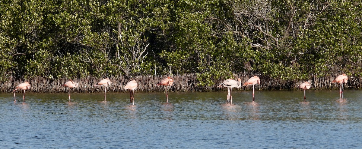 American Flamingo - ML618335733