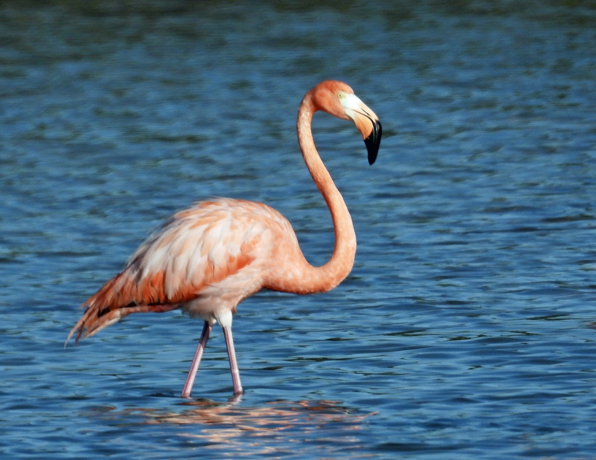 American Flamingo - ML618335734