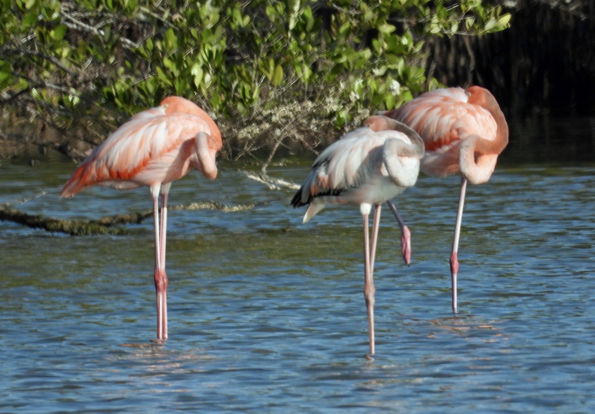 American Flamingo - ML618335735