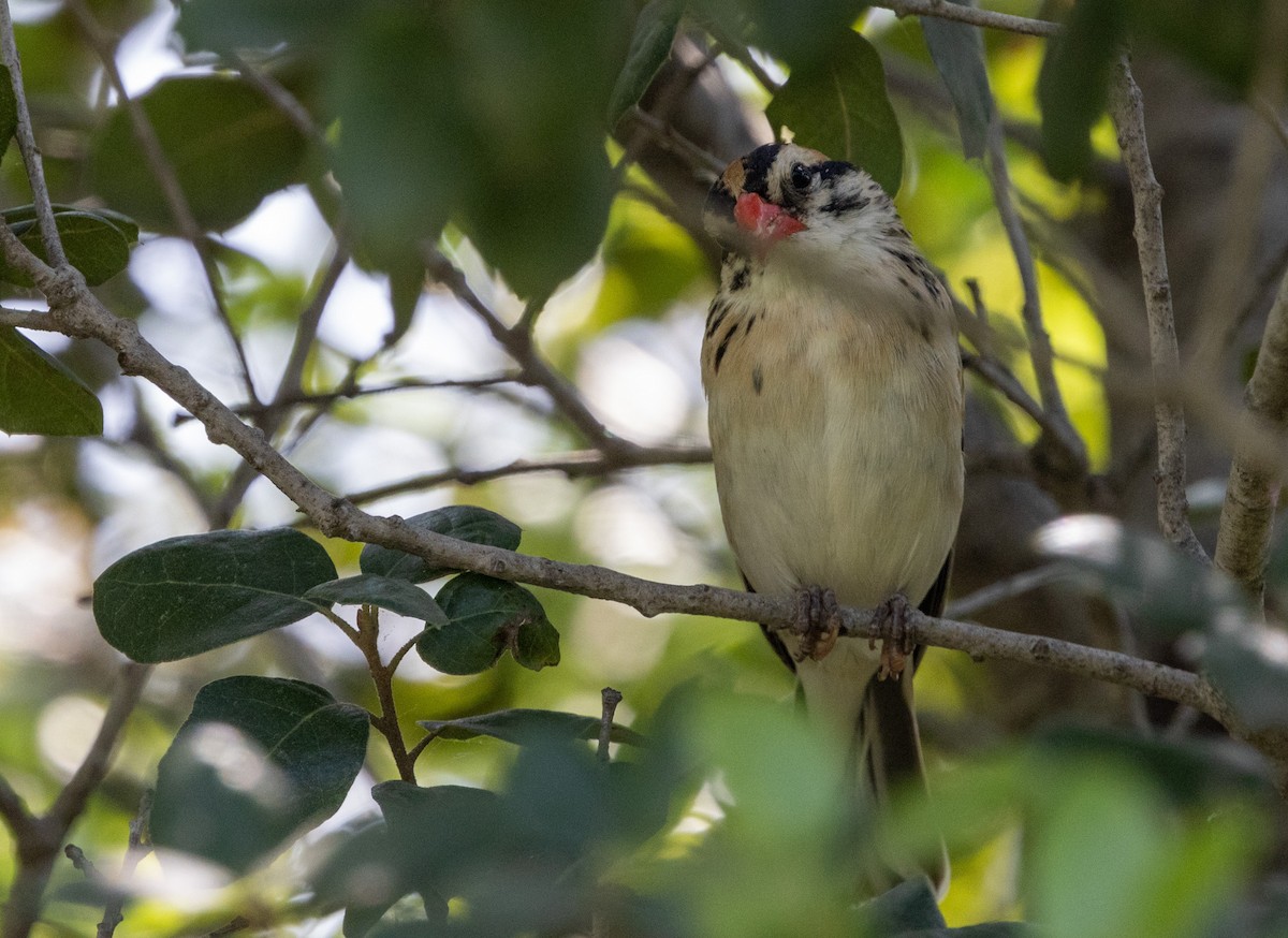 Pin-tailed Whydah - ML618335793