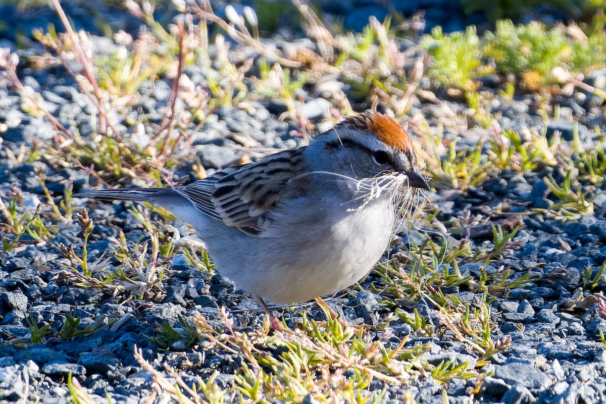 Chipping Sparrow - ML618335804