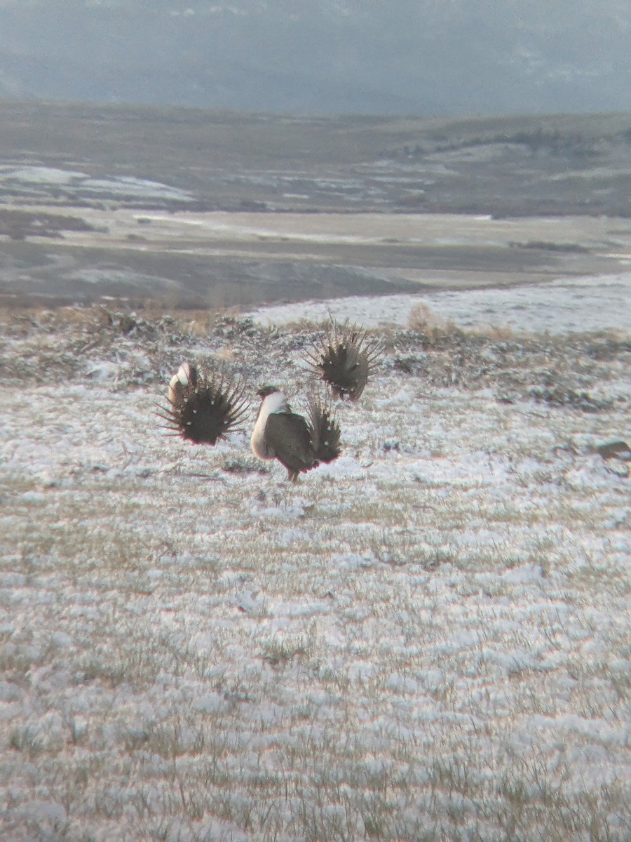 Greater Sage-Grouse - ML618335822