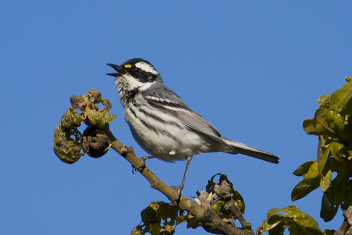 Black-throated Gray Warbler - Les Peterson