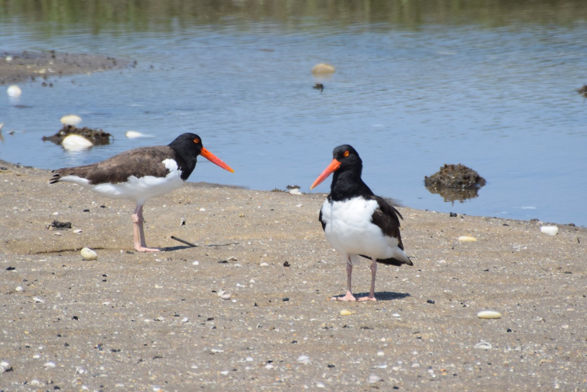 American Oystercatcher - Tracy Linder