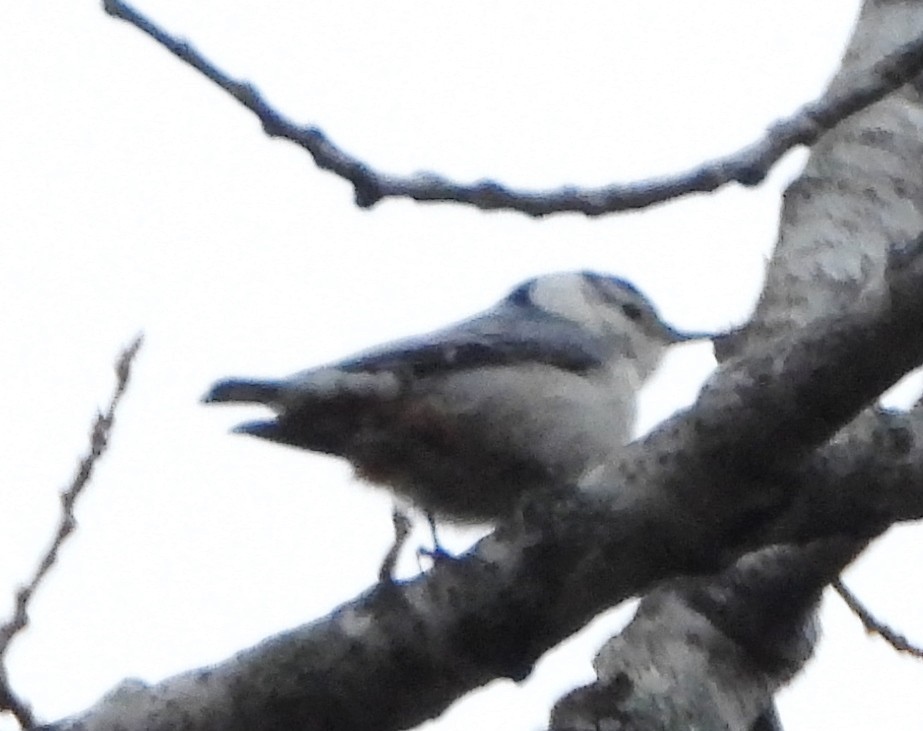 White-breasted Nuthatch - ML618335901