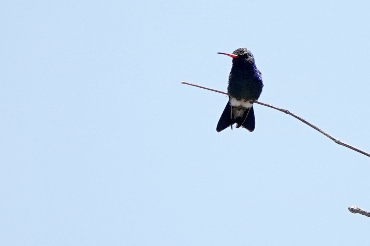 Broad-billed Hummingbird - ML618335932