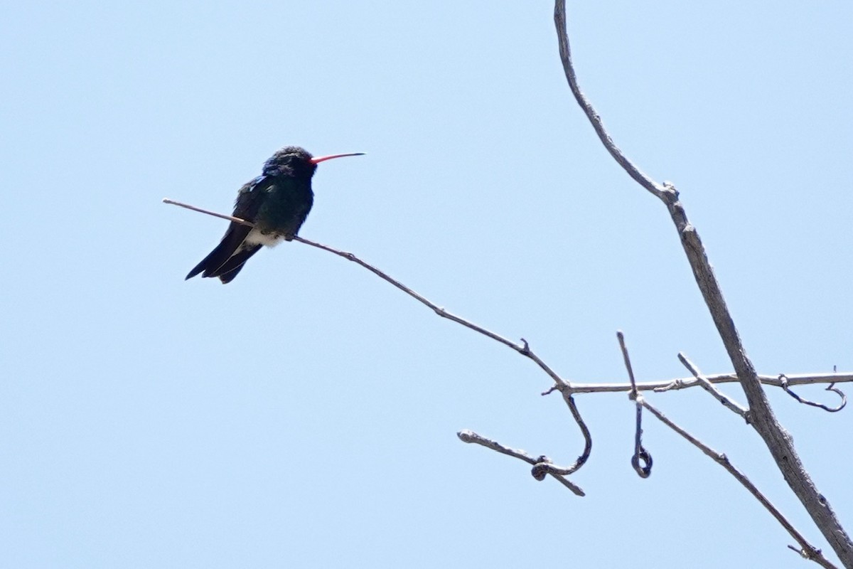 Broad-billed Hummingbird - ML618335933