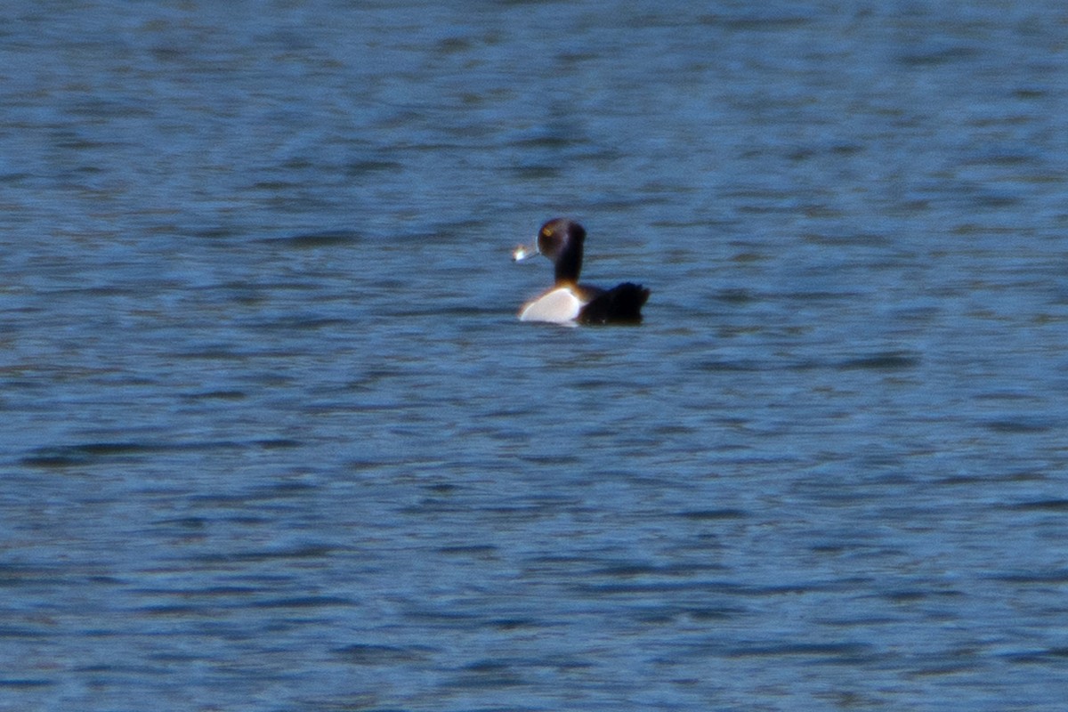 Ring-necked Duck - ML618335951