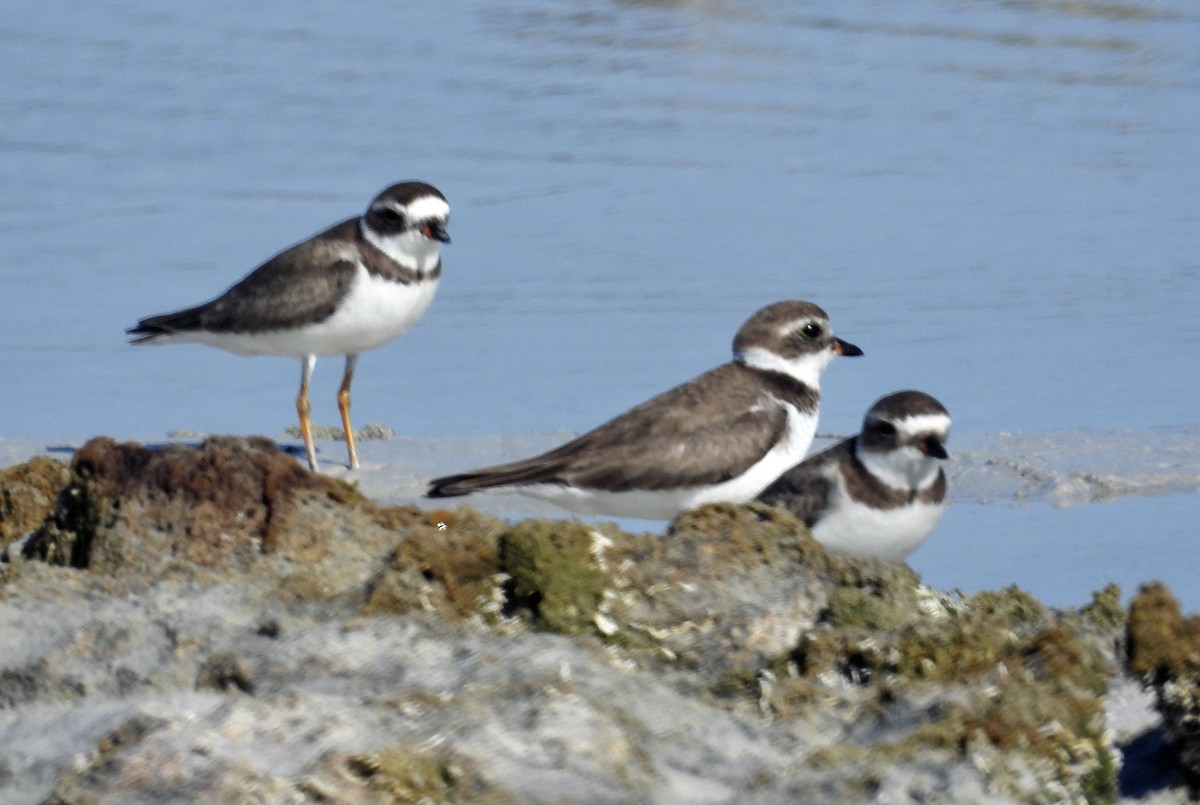 Semipalmated Plover - ML618335974
