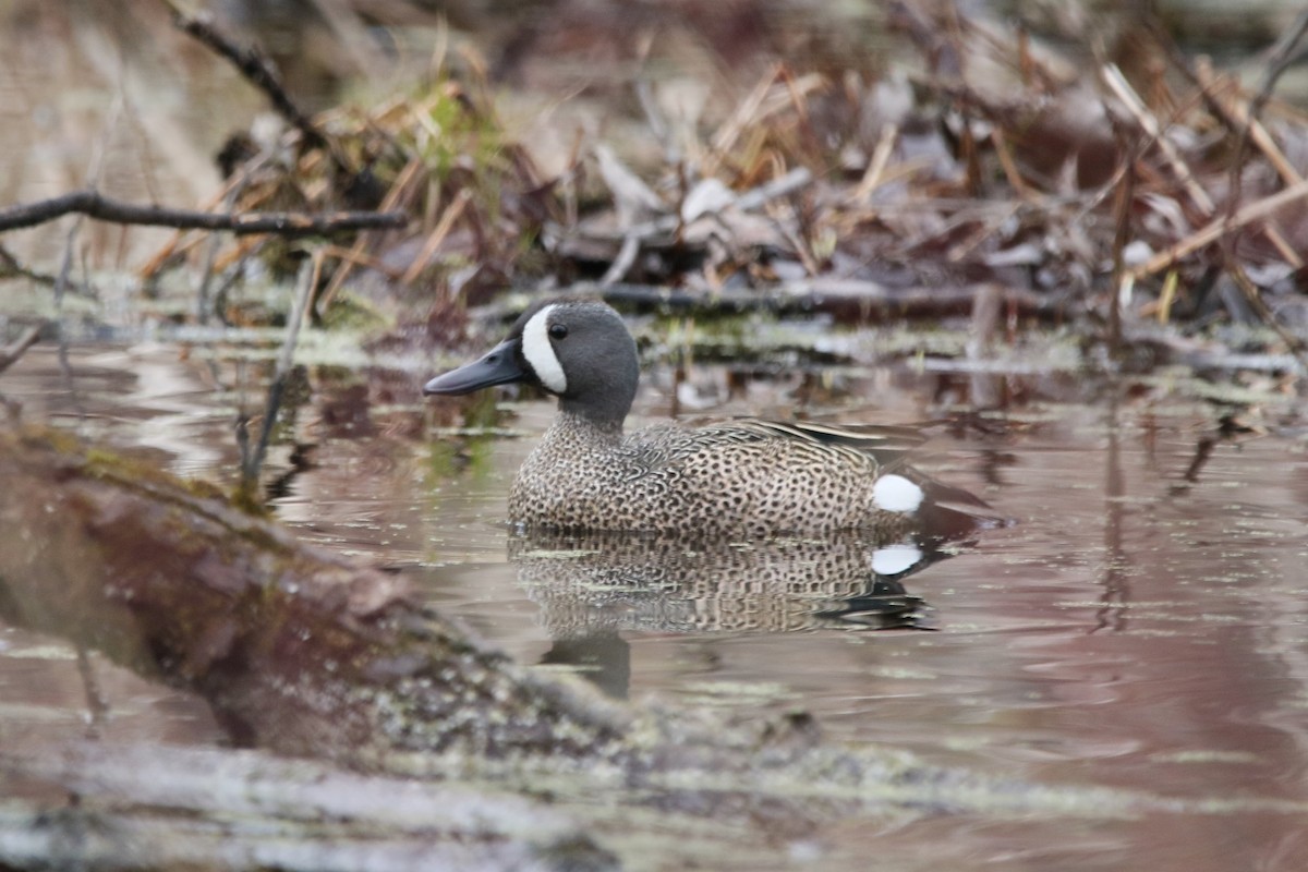 Blue-winged Teal - Quentin Betencourt