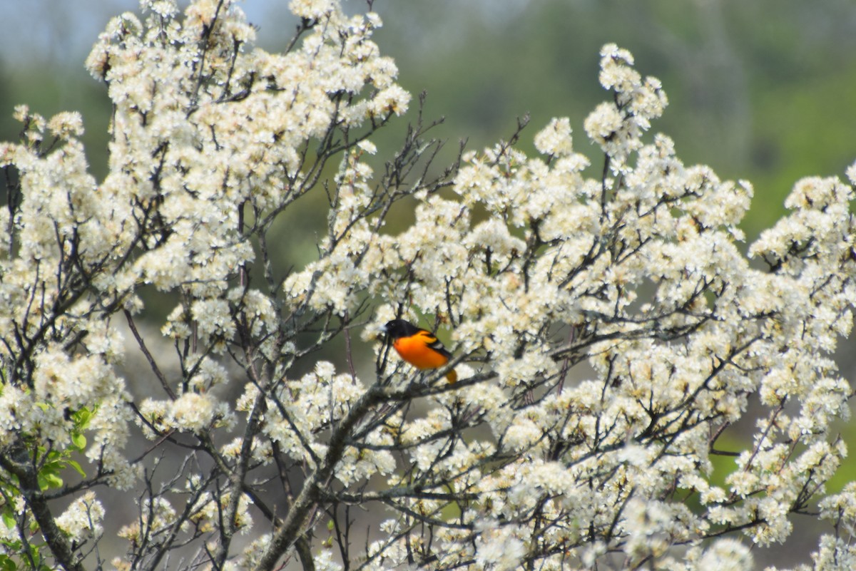 Baltimore Oriole - Tracy Linder