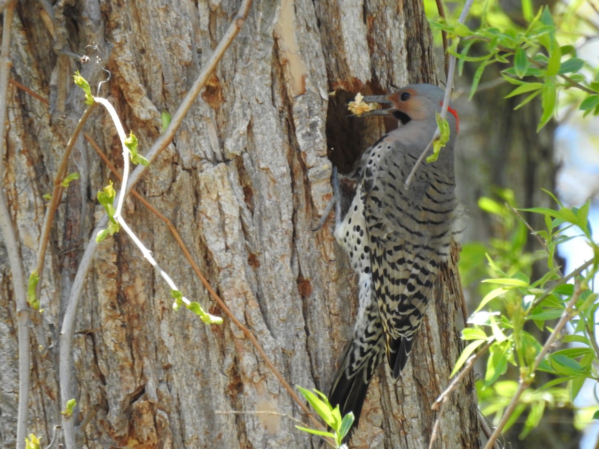 Northern Flicker (Yellow-shafted) - ML618336047