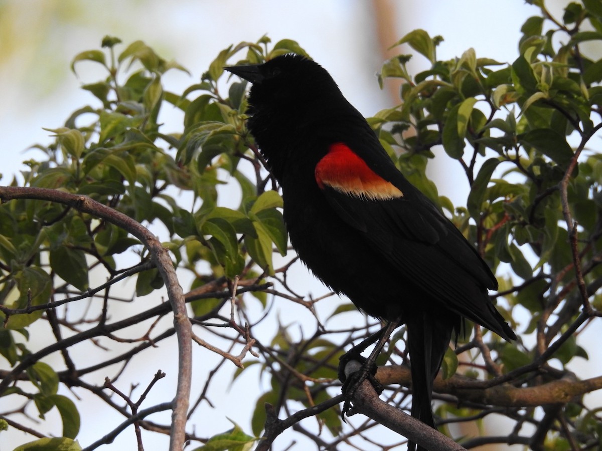 Red-winged Blackbird - ML618336075