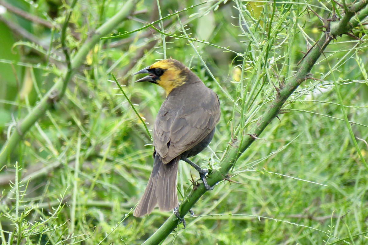 Yellow-headed Blackbird - ML618336102