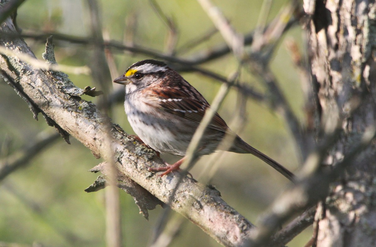 White-throated Sparrow - ML618336123