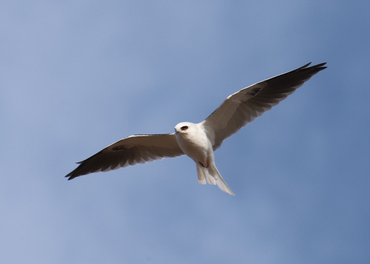 White-tailed Kite - ML618336129