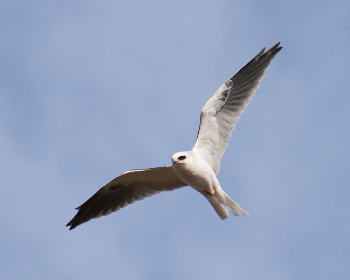 White-tailed Kite - ML618336130