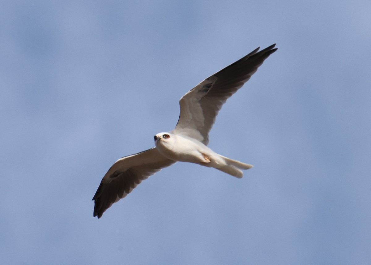 White-tailed Kite - ML618336131