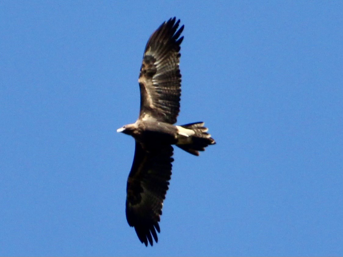 Wedge-tailed Eagle - ML618336151