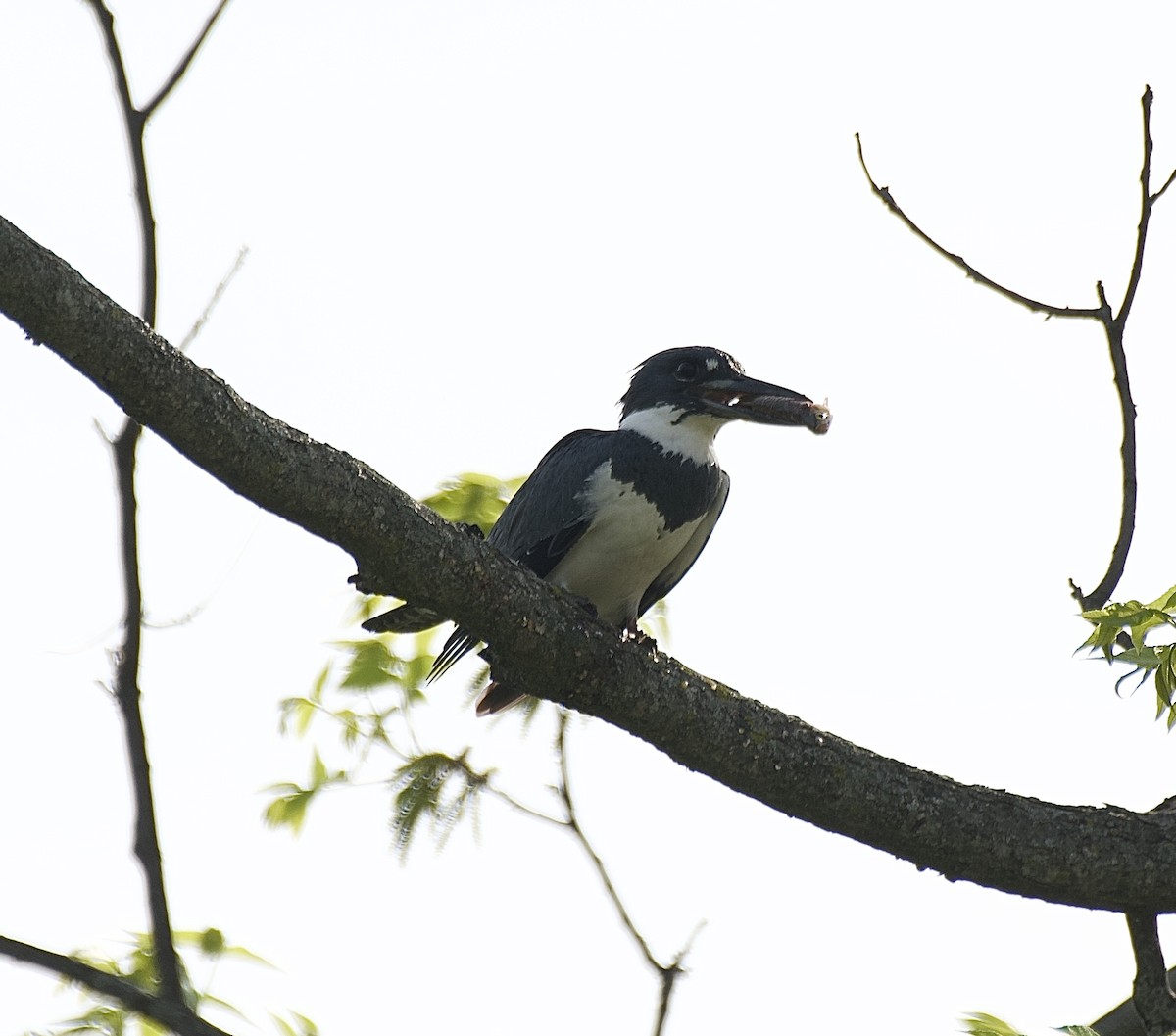 Belted Kingfisher - Becky Rooney