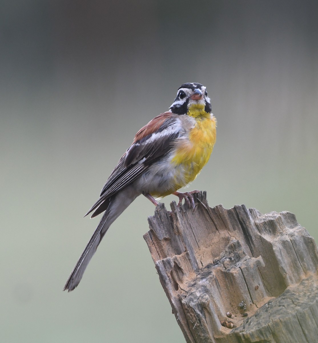 Golden-breasted Bunting - ML618336174