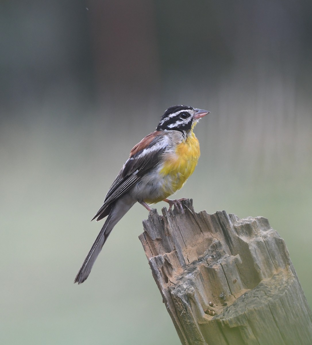 Golden-breasted Bunting - ML618336194