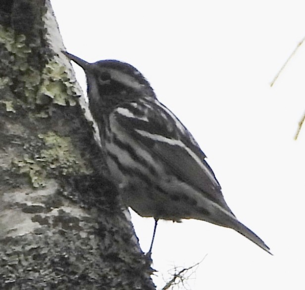Black-and-white Warbler - ML618336214