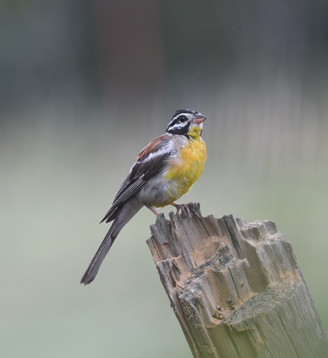 Golden-breasted Bunting - ML618336225
