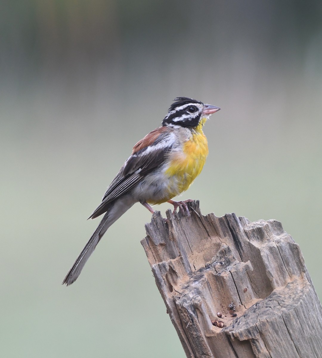 Golden-breasted Bunting - ML618336251