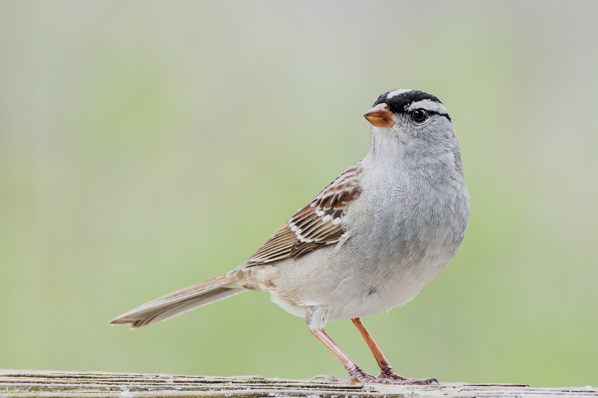 White-crowned Sparrow - ML618336254
