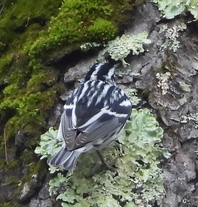 Black-and-white Warbler - ML618336323