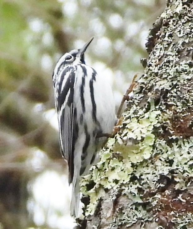Black-and-white Warbler - ML618336326