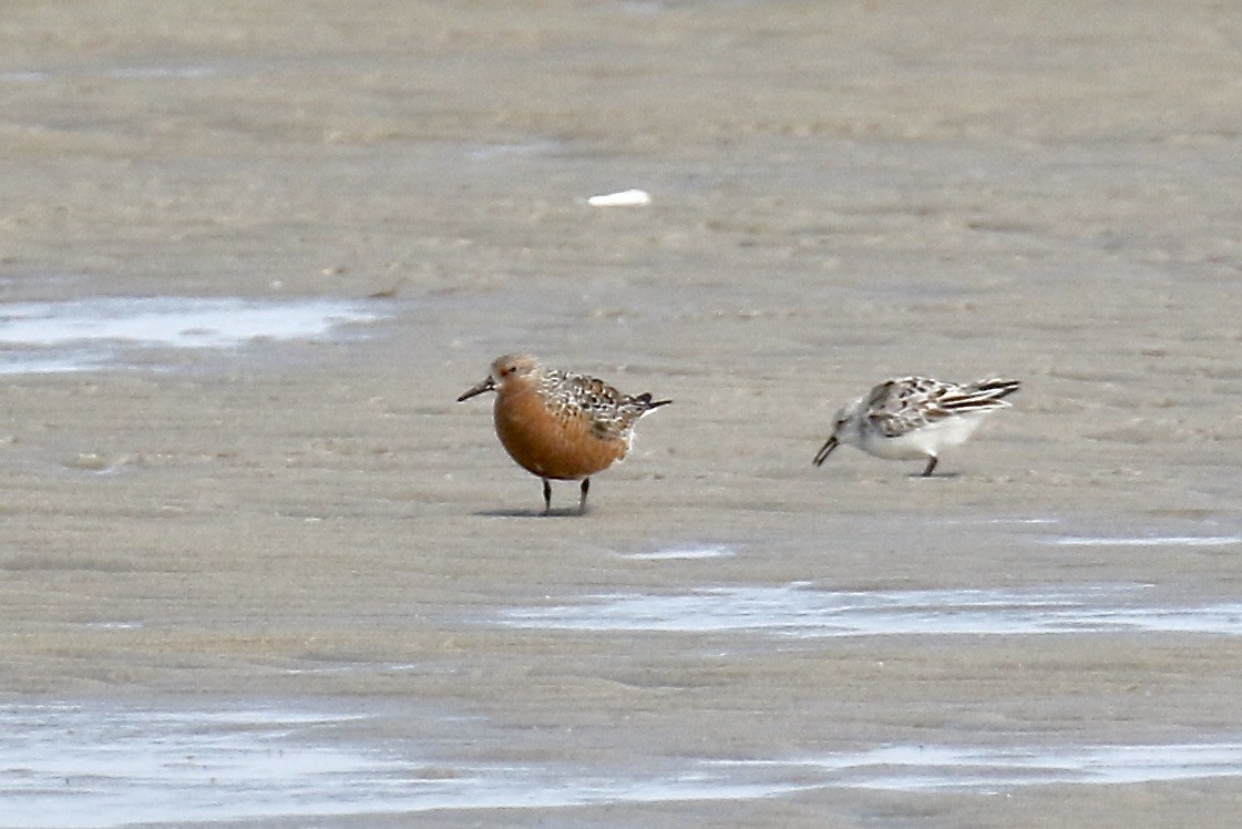 Red Knot - ML618336332