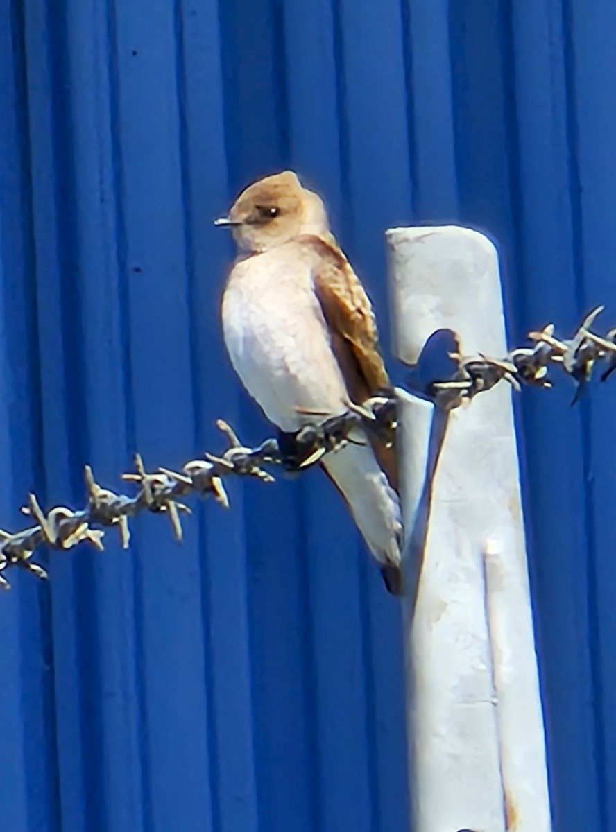 Northern Rough-winged Swallow - ML618336333
