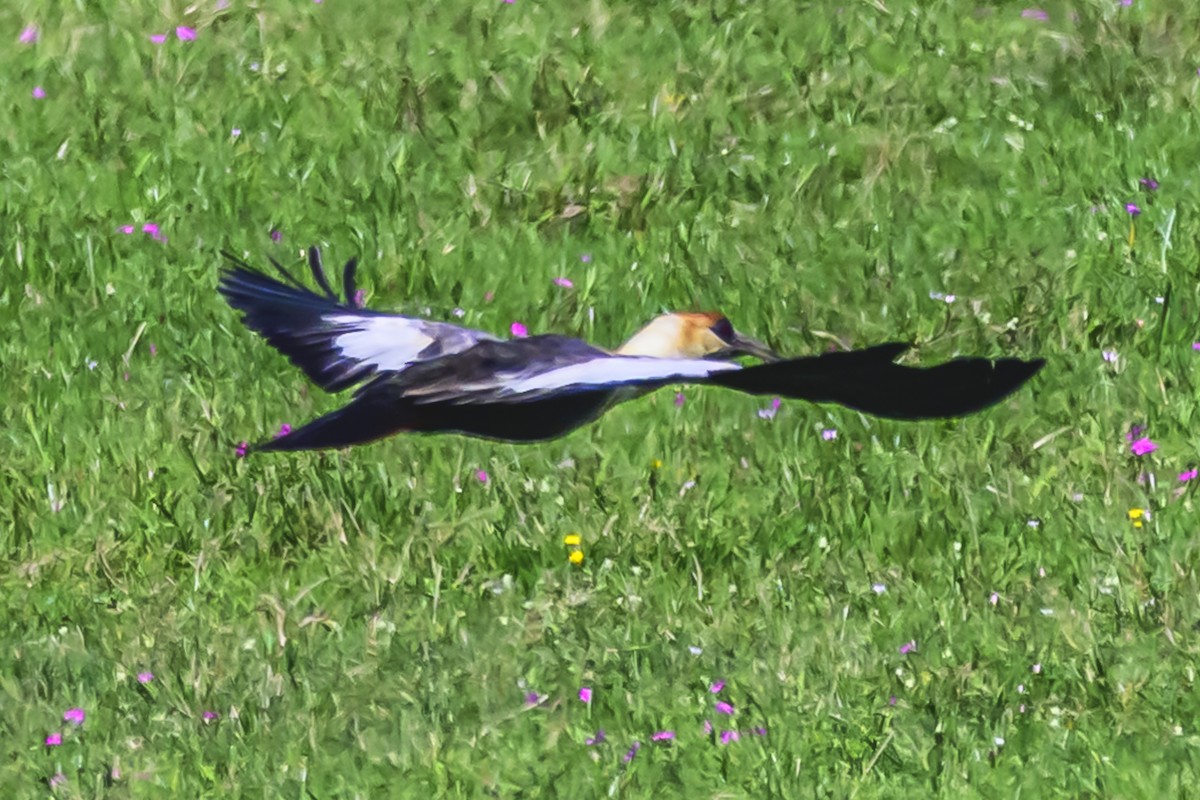 ibis bělokřídlý - ML618336336