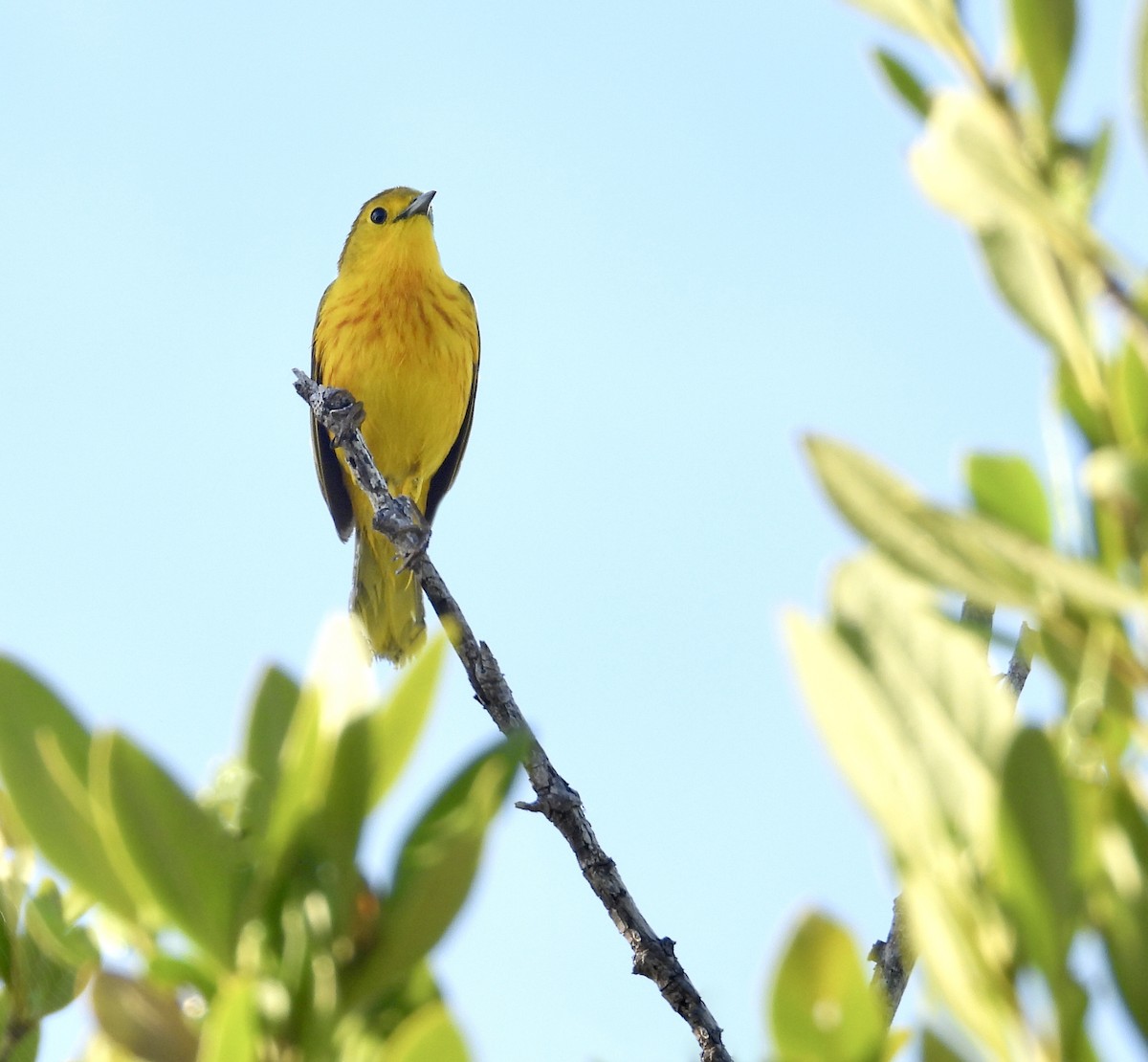 Yellow Warbler (Golden) - ML618336381