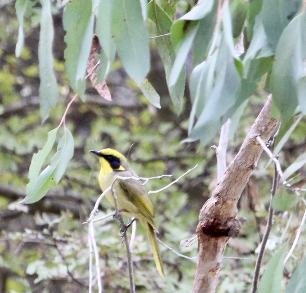 Yellow-tufted Honeyeater - colette sheppard