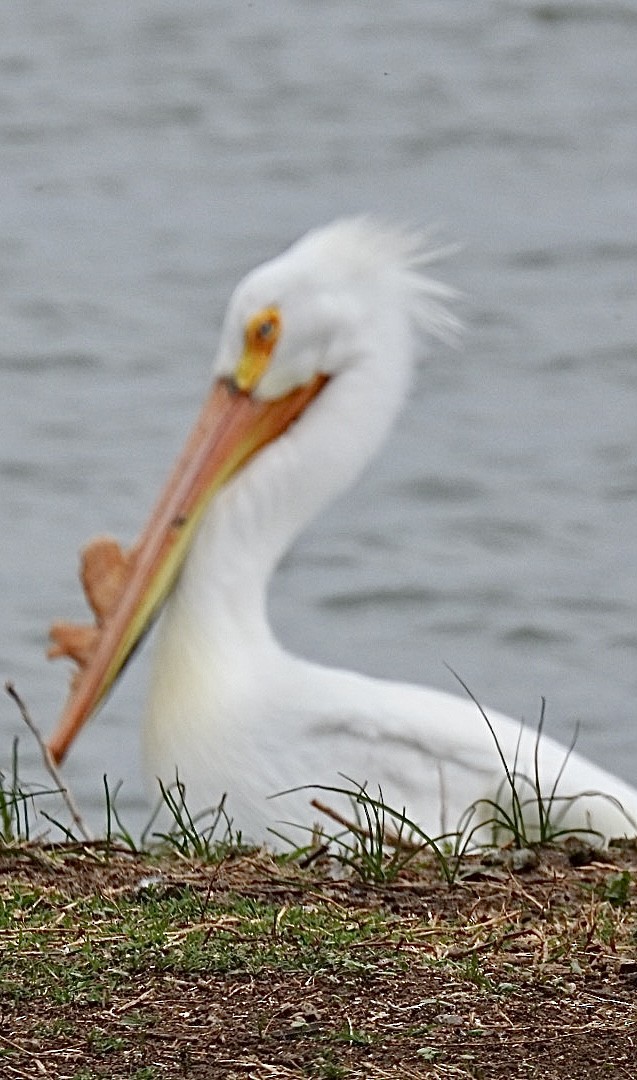 pelikán severoamerický - ML618336549
