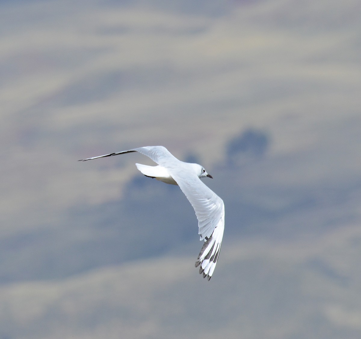 Andean Gull - ML618336571