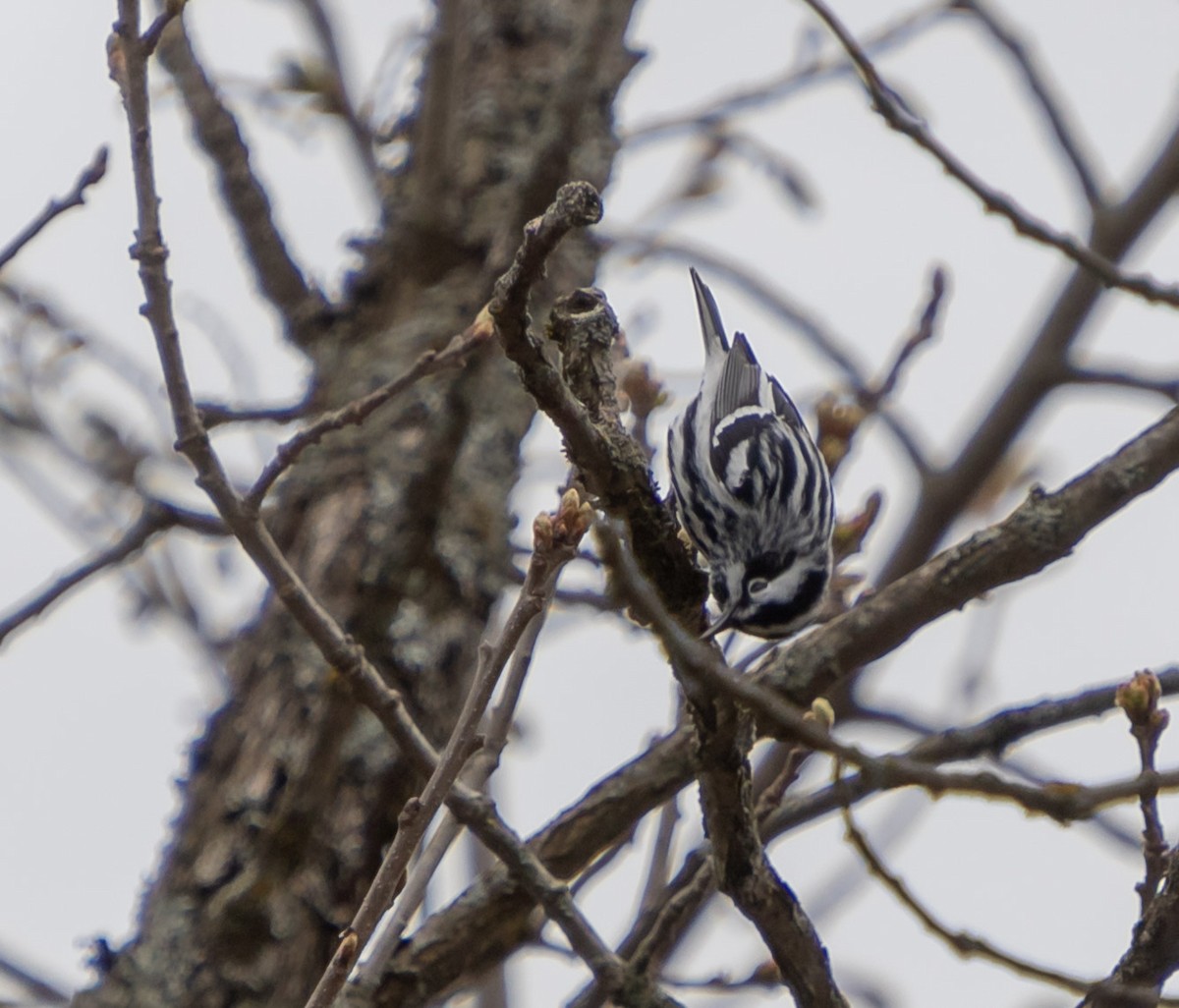 Black-and-white Warbler - ML618336600