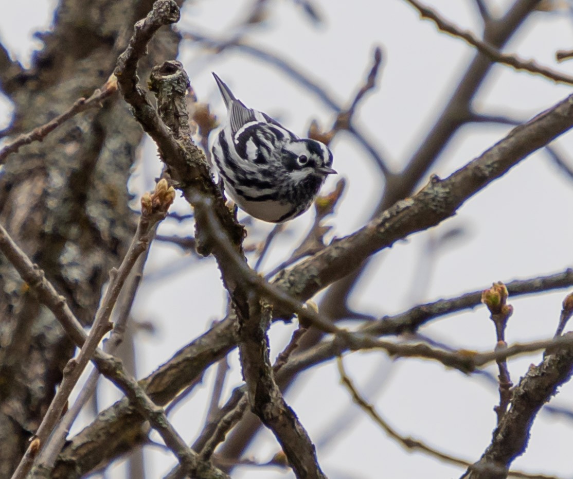 Black-and-white Warbler - ML618336601
